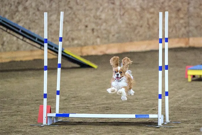The Total Canine 12
