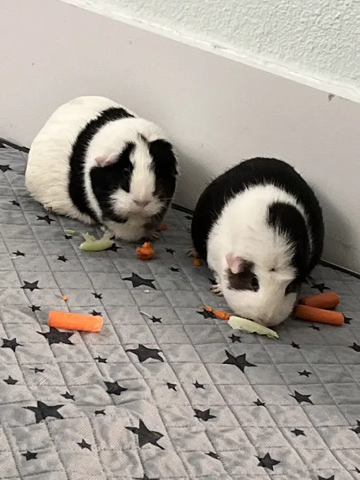 Arlington Pet Clinic 12
