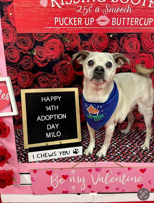 Arlington Pet Clinic 12