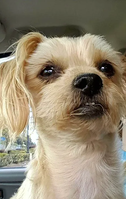 Arlington Pet Clinic 12