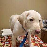 Arlington Veterinary Hospital ico