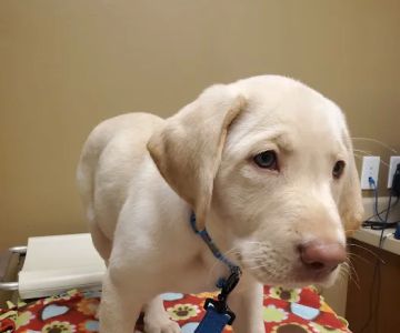 Arlington Veterinary Hospital