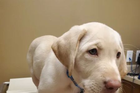 Arlington Veterinary Hospital