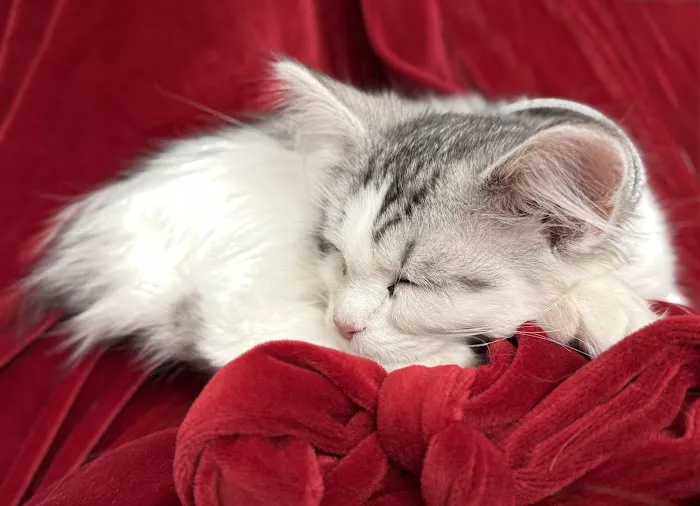 Sunova Siberians 12