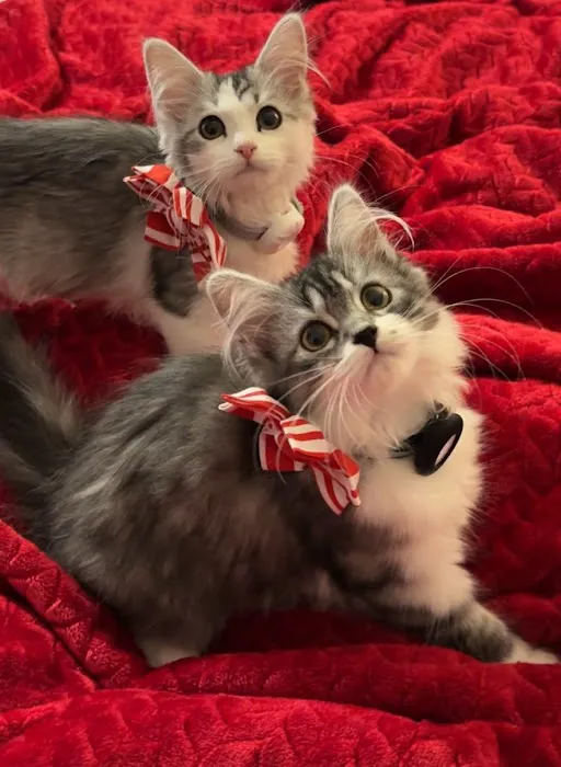 Sunova Siberians 12