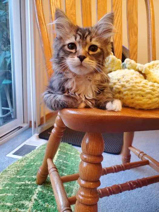 Sunova Siberians 12