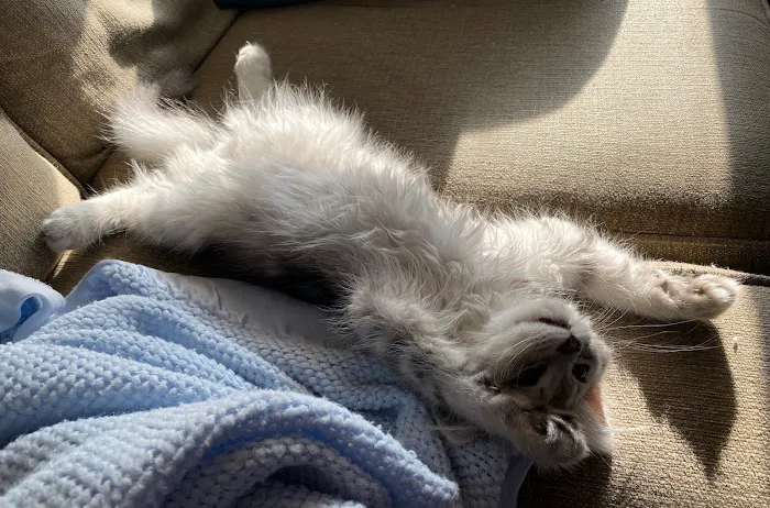 Sunova Siberians 12