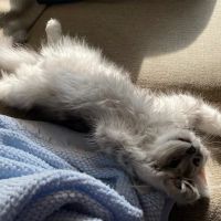 Sunova Siberians ico