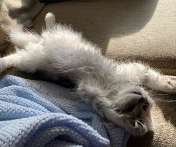 Sunova Siberians