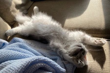 Sunova Siberians