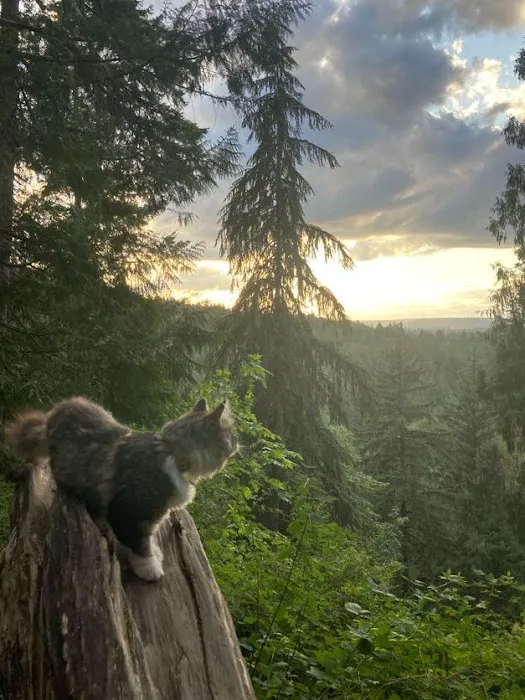 Sunova Siberians 12