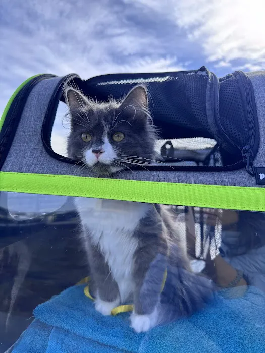 Sunova Siberians 12