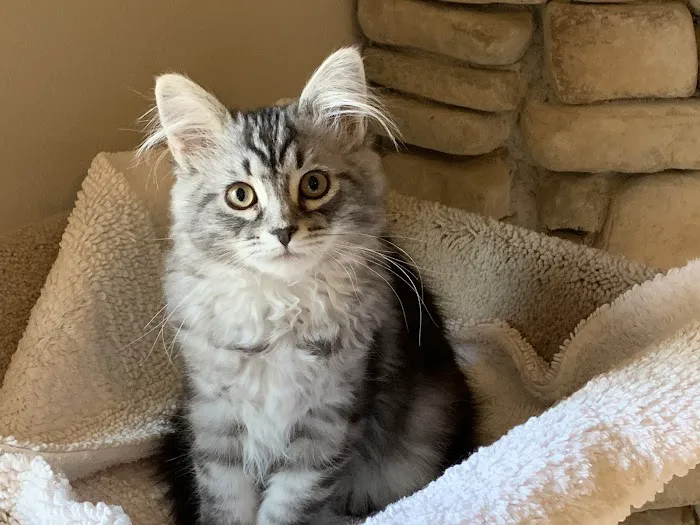 Sunova Siberians 12