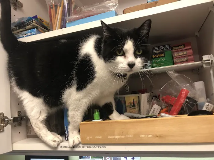Oak Bay Animal Hospital 6