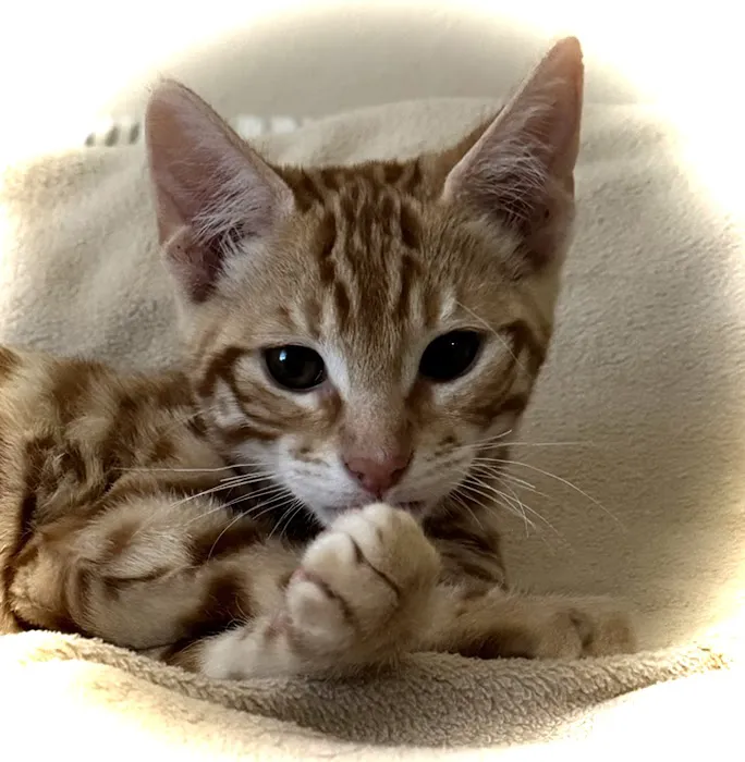Harborside Veterinary Care 3