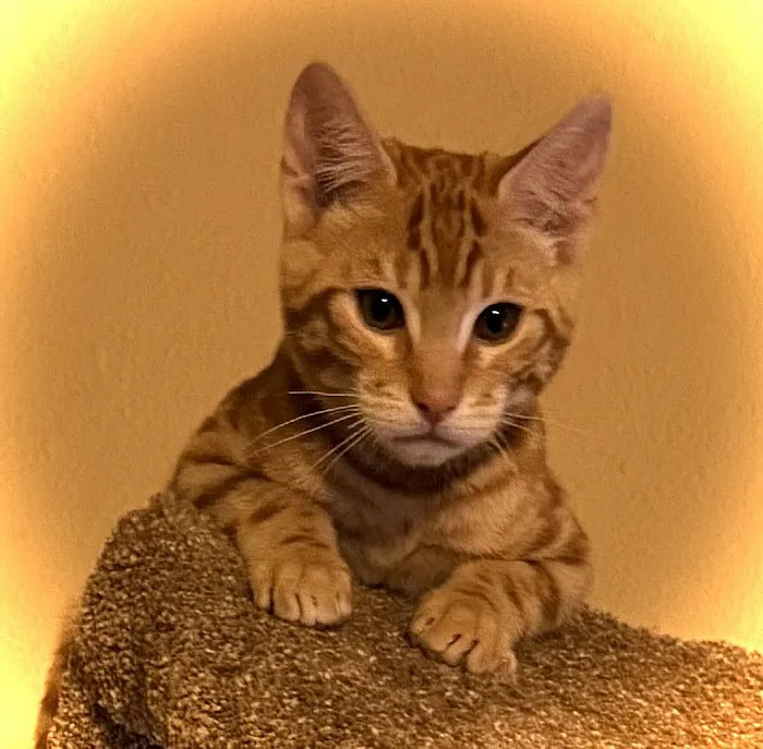 Harborside Veterinary Care 8