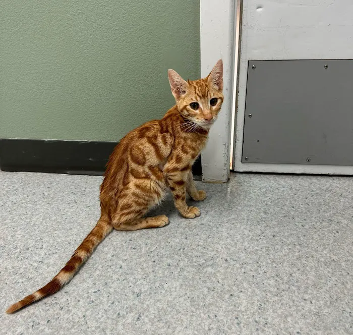 Harborside Veterinary Care 7