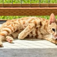 Harborside Veterinary Care ico