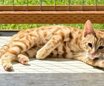 Harborside Veterinary Care