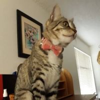 HADLOCK VETERINARY CLINIC ico