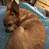 Chimacum Valley Veterinary Hospital ico