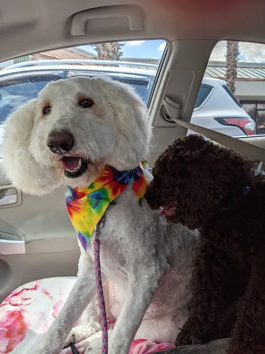 Doggie duds and suds cg LLC 2