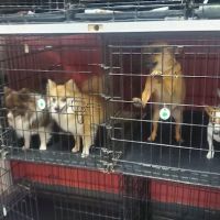 Doggie duds and suds cg LLC ico