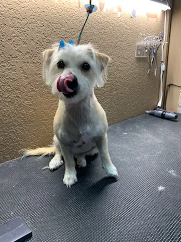 Doggie duds and suds cg LLC 7