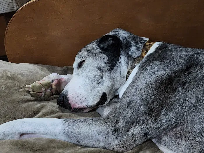 Snoqualmie Ridge Veterinary Hospital 10