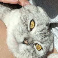 Snoqualmie Ridge Veterinary Hospital ico