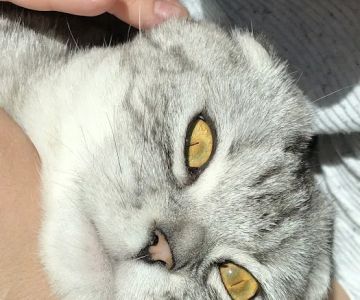 Snoqualmie Ridge Veterinary Hospital