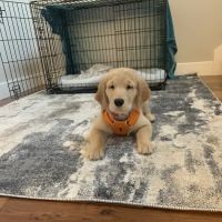 Salish Veterinary Hospital ico
