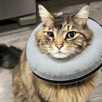 A Pet Clinic of Kent ico