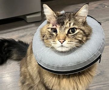 A Pet Clinic of Kent