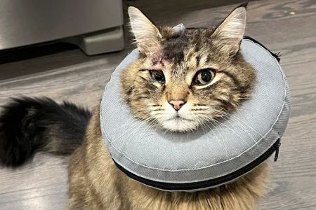 A Pet Clinic of Kent