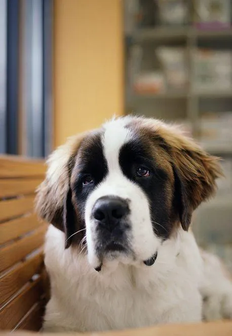A Pet Clinic of Kent 7