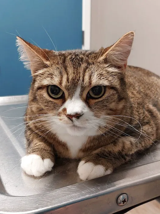 Lake Meridian Animal Hospital 1