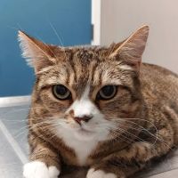 Lake Meridian Animal Hospital ico