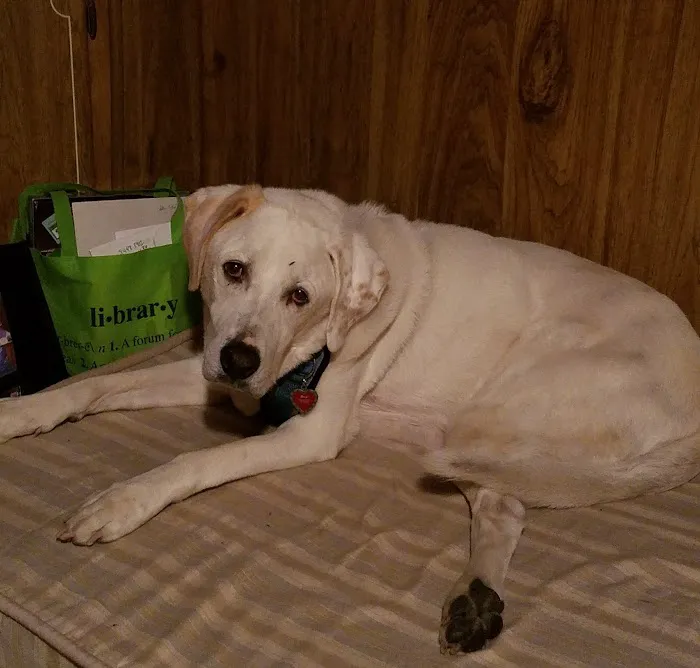 Green River Veterinary Hospital 1