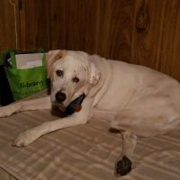 Green River Veterinary Hospital ico