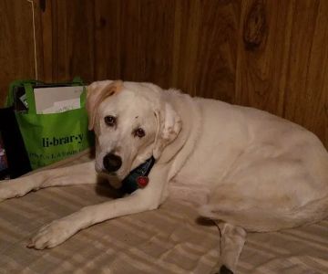 Green River Veterinary Hospital