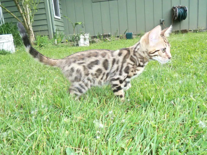 Wilderness Animal Hospital 12
