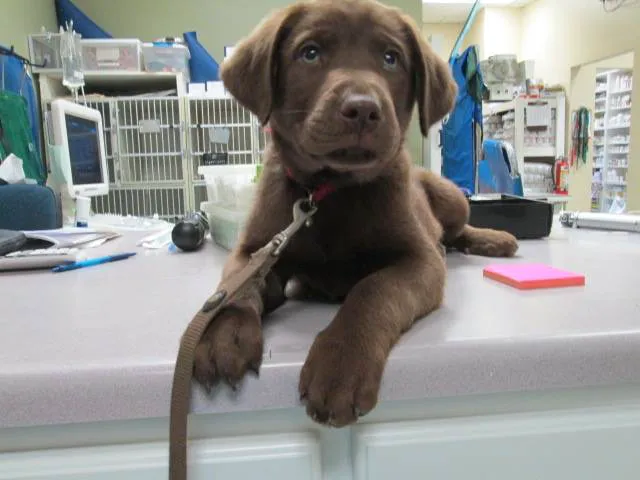 Wilderness Animal Hospital 12