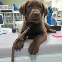 Wilderness Animal Hospital ico