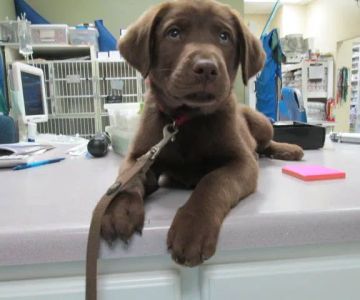 Wilderness Animal Hospital