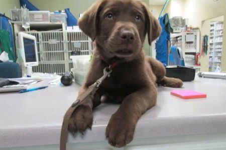 Wilderness Animal Hospital