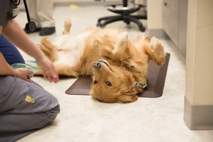 Wilderness Animal Hospital 12