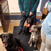 VCA Covington Animal Hospital ico