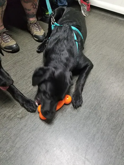 VCA Covington Animal Hospital 12