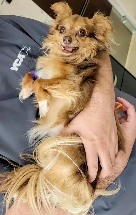 VCA Covington Animal Hospital 12